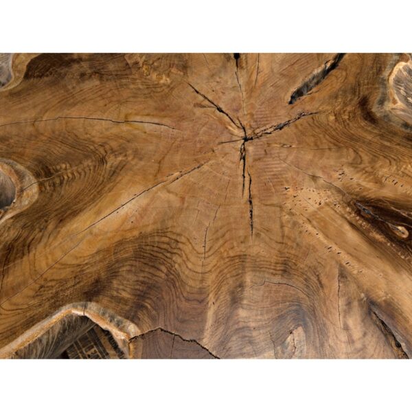 Large teak root coffee table top close up